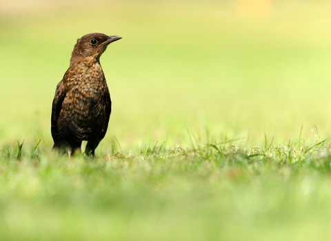 A young blackbird, with speckled brown feathers, standing upright on a lawn